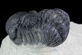 Bargain, Austerops Trilobite - Visible Eye Facets #76973-3